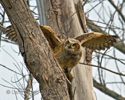 FLEDGLING GREAT HORNED OWL  (Bubus virginianus)  IMG_3348