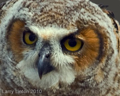 FLEDGLING GREAT HORNED OWL  (Bubo virginianus)  IMG_3376