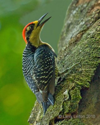 BLACK-CHEEKED WOODPECKER (Melanerpes pucherani)  IMG_4031