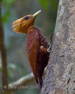 CHESTNUT-COLORED WOODPECKER (Celeus castaneus) IMG_4207