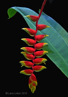 HELICONIA IMG_4423