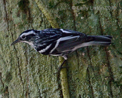 BLACK-AND-WHITE WARBLER  (Mniotilta varia)  IMG_4035