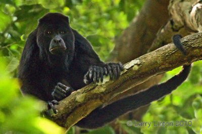 ALPHA MALE HOWLER MONKEY (Alouatta palliata)  IMG_3956