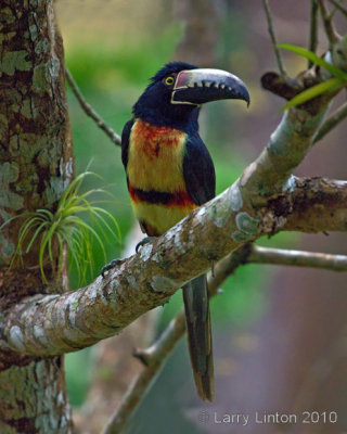 COLLARED ARACARI  (Pteroglossus torquatus) IMG_4347