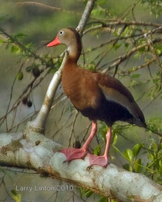 BLACK-BELLIED WHISTLING  DUCK (Dendrocygna autumnalis) IMG_3649