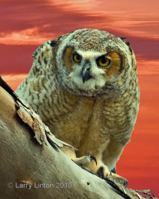 FLEDGLING GREAT HORNED OWL   (Bubo virginianus)