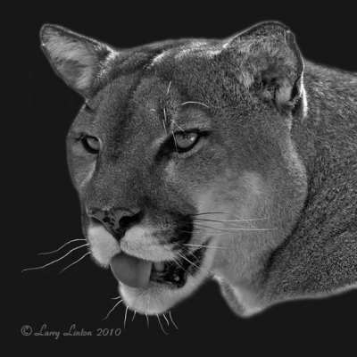 FLORIDA PANTHER