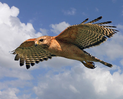 RED-SHOULDERED HAWK (Buteo lineatus)