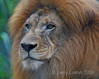 AFRICAN LION (Panthera leo)