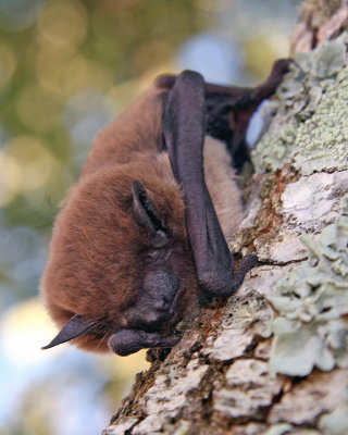 SLEEPING EVENING BAT (Nycticeius humeralis)