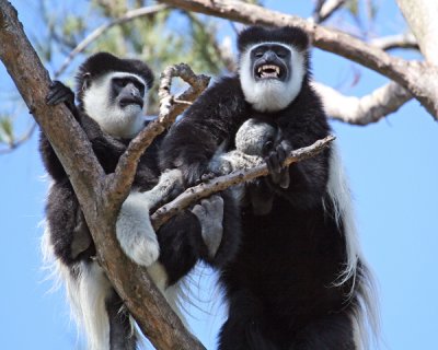 AFRICAN COLOBUS MONKEYS (Colobus guereza caudata)