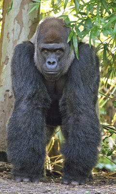 WEST AFRICAN LOWLAND GORILLA - SILVERBACK MALE (Gorilla gorilla gorilla)