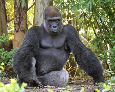 WEST AFRICAN LOWLAND GORILLA - SILVERBACK MALE