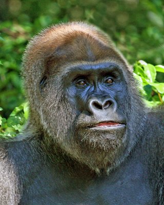 WEST AFRICAN LOWLAND GORILLA - YOUNG MALE