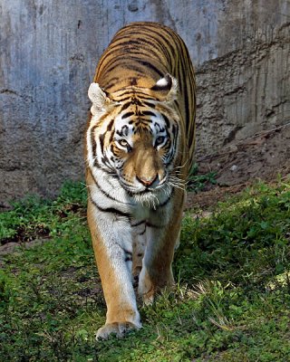 ASIAN TIGER