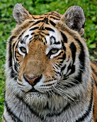 ASIAN TIGERS