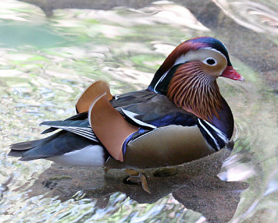 MANDARIN DUCK (Aix galericulata)