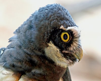 SPECTACLED OWL (Pulsatrix perspicillata)