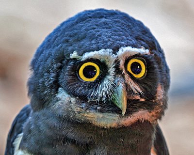 SPECTACLED OWL