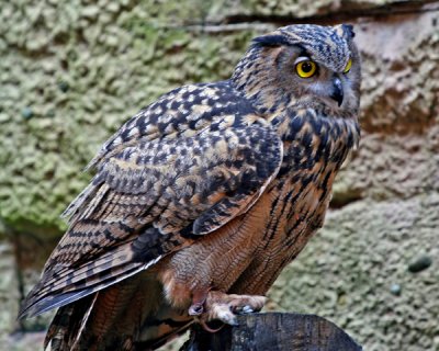 EURASIAN EAGLE-OWL (Bubo bubo)
