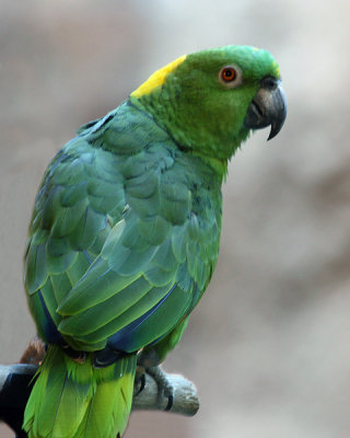 YELLOW-NAPED PARROT (Amazona auropalliata)