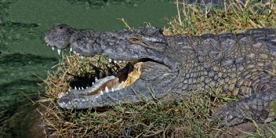AFRICAN CROCODILE (Crocodylus niloticus)