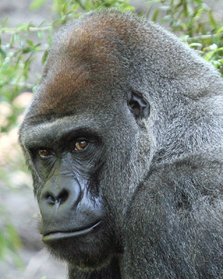 WEST AFRICAN LOWLAND GORILLA - SILVERBACK MALE -Zawadi