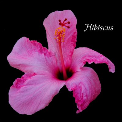 HIBISCUS