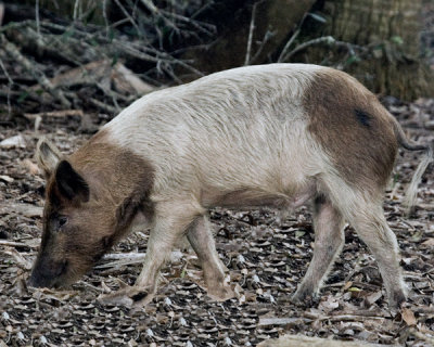 FERAL PIG (Sus scrofa)