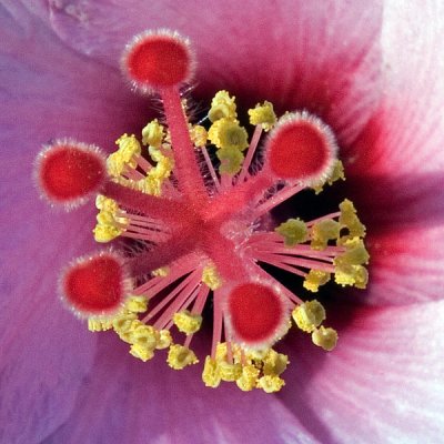ANTHERS (WITH POLLEN ) AND STIGMAS