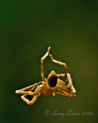 HANGING RAIN FOREST SPIDER  IMG_0079