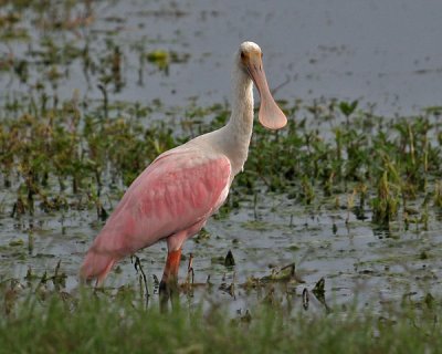 ROSEATE SPOONBILL (Ajaia ajaja)  IMG_0029