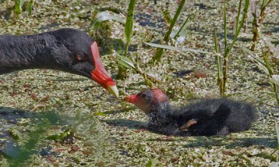 MOORHEN FEMALE AND CHICK IMG_0125