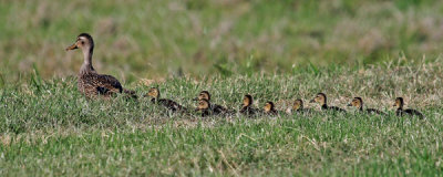 DUCK AND DUCKLINGS IMG_0022A