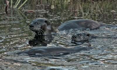 RIVER OTTER (Lutra canadensis) IMG_0074