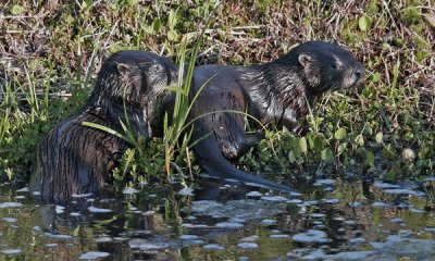 RIVER OTTER YOUNG (Lutra canadensis) IMG_0099
