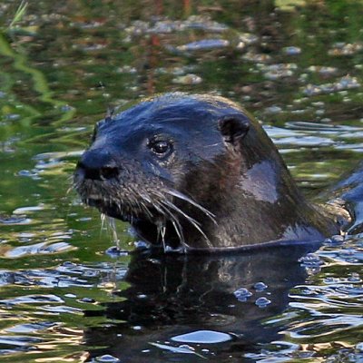 RIVER OTTER IMG_0073