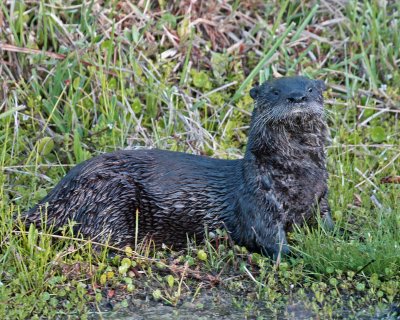 RIVER OTTER IMG_0117AA-PB.jpg
