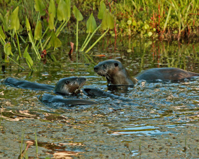 RIVER OTTERS IMG_0078AA-PB72.jpg