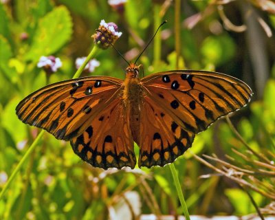 BUTTERFLY IMG_0280
