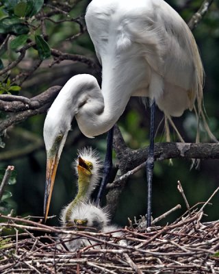 GREAT EGRET AND CHICKS (Casmerodius albus)  IMG_0592A