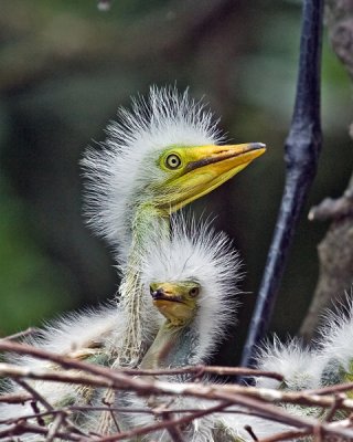 GREAT EGRET CHICKS IMG_0635A