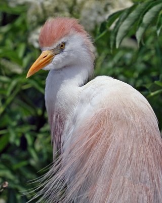 CATTLE EGRET (Bubulcus ibis)  IMG_0026-1AAA