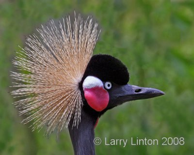 AFRICAN CROWNED CRANE IMG_0508