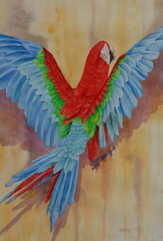 Red and Green Macaw (15x22)