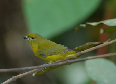 Thick-billed Euphonia (female)