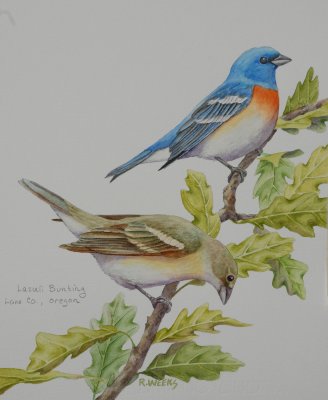 Lazuli Bunting