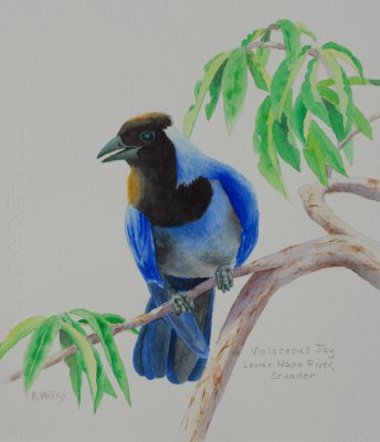 Violaceous Jay