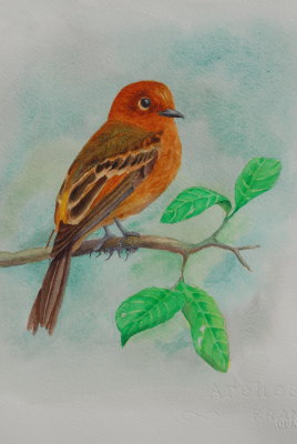 Cinnamon Flycatcher