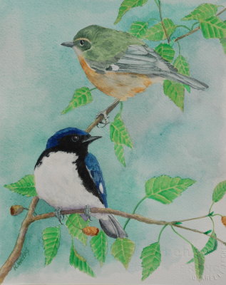 Black-throated Blue Warbler